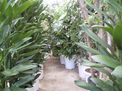 温室内、観葉植物
