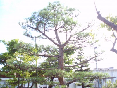 p8290274