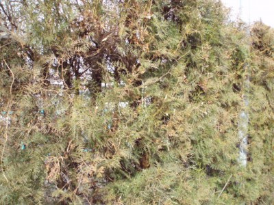p2240336