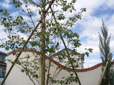 p7300050